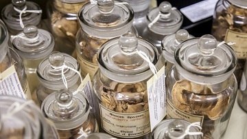 Economic Botany Collection Jars