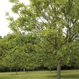 Walnut trees
